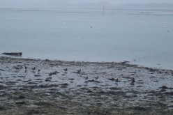 OISEAUX - oies_bernaches-008