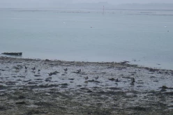OISEAUX - oies_bernaches-008
