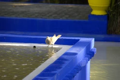 Majorelle 06c