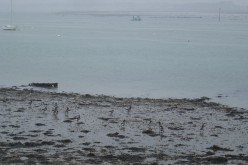 OISEAUX - oies_bernaches-007