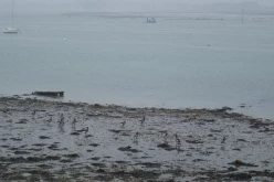 OISEAUX - oies_bernaches-007