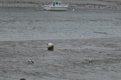 OISEAUX - canard tadorn 001