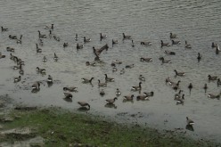 OISEAUX - oies_bernaches-005