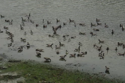 OISEAUX - oies_bernaches-005