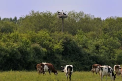 Cigogne-008