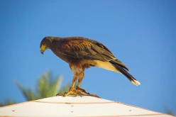 OISEAUX - buse