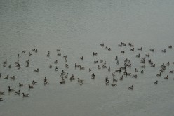 OISEAUX - oies_bernaches-004