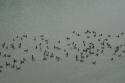 OISEAUX - oies_bernaches-004