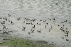 OISEAUX - oies_bernaches-003