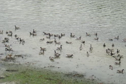 OISEAUX - oies_bernaches-003
