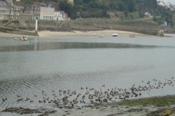 OISEAUX - oies_bernaches-002