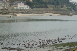 OISEAUX - oies_bernaches-002