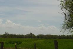 OISEAUX - DSC01411c
