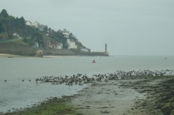 OISEAUX - oies_bernaches-001