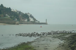 OISEAUX - oies_bernaches-001