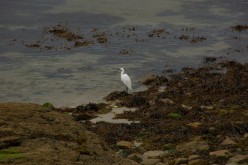 OISEAUX - héron-aigrette