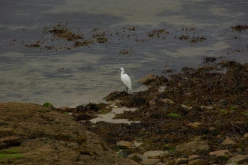 OISEAUX - héron-aigrette