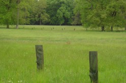 CERVIDES - chevreuil 006