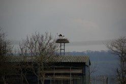 OISEAUX - Cigogne-008