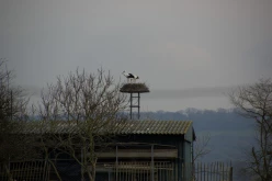 OISEAUX - Cigogne-008