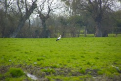 OISEAUX - Cigogne-009