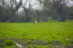 OISEAUX - Cigogne-009