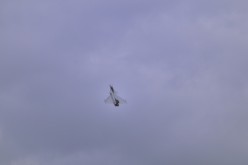 RENNES AIRSHOW 2010 - 5163