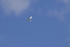 RENNES AIRSHOW 2010 - 5089