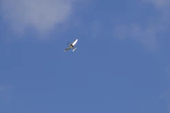 RENNES AIRSHOW 2010 - 5089