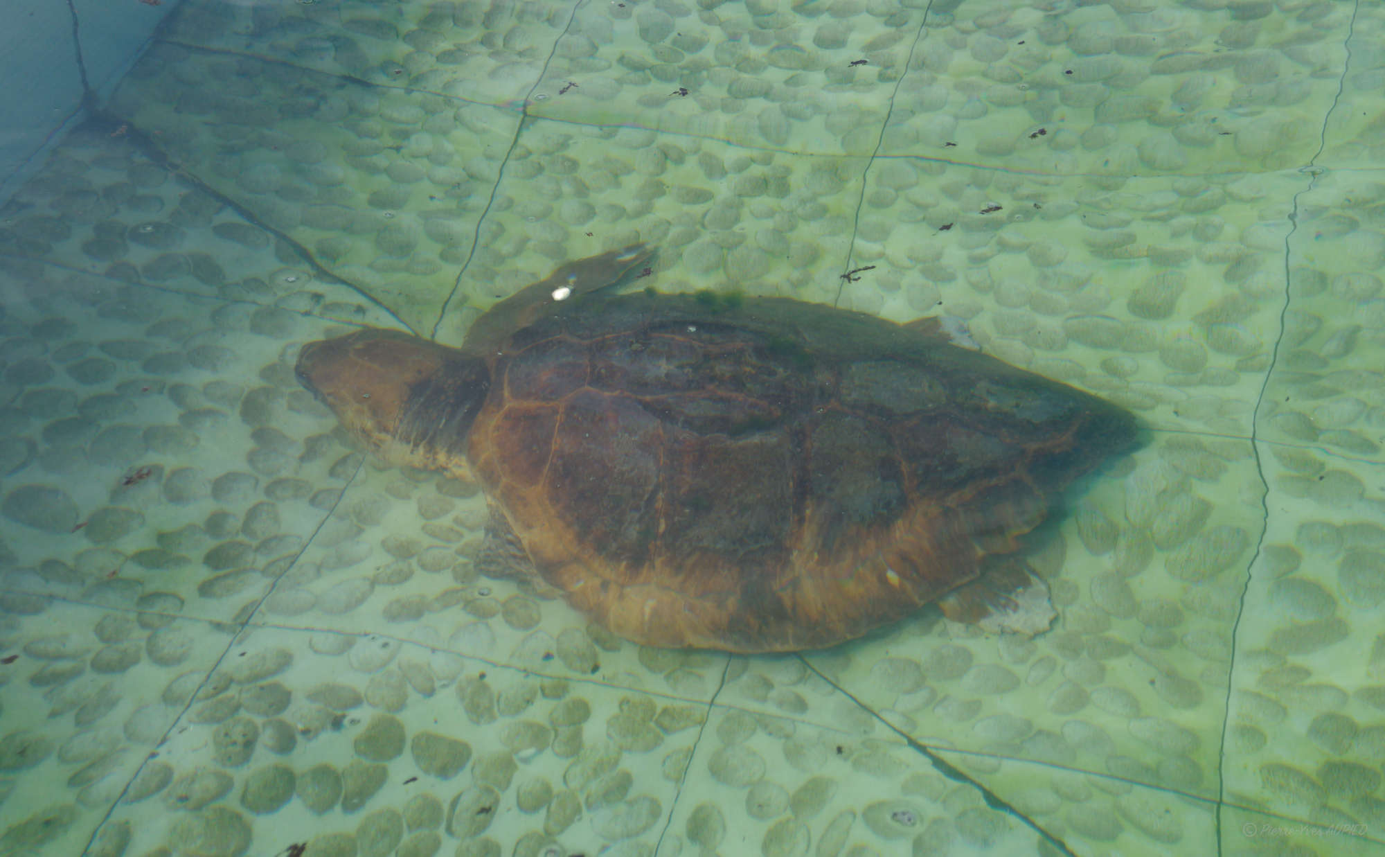 Cap-Vert-2025-P1060265PYA