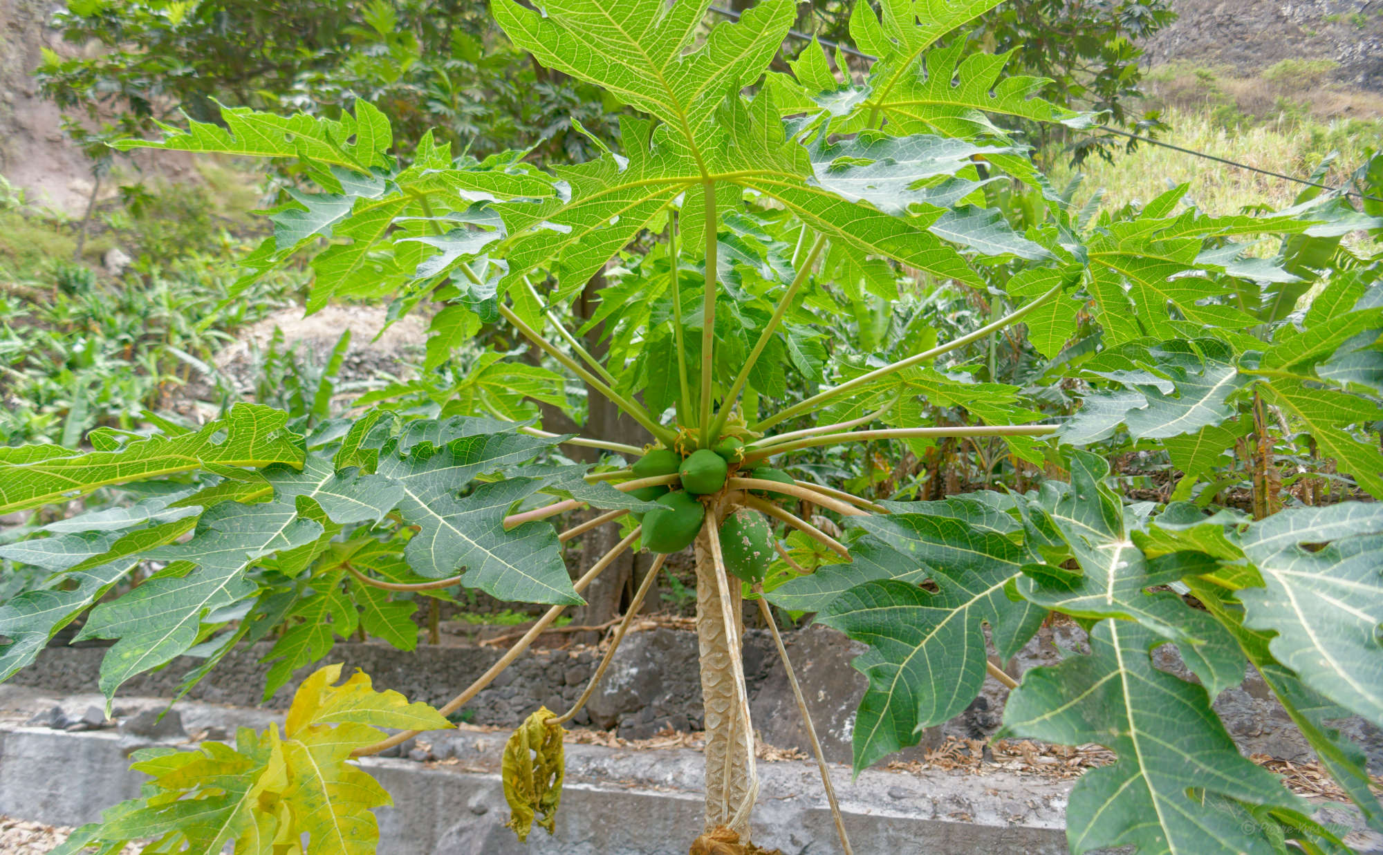 Cap-Vert-2025-P1060744PYA