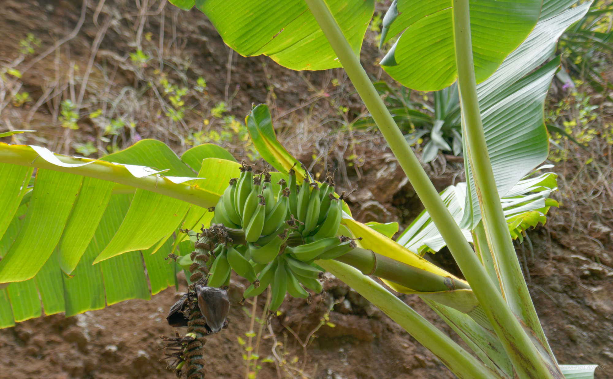 Cap-Vert-2025-P1060750PYA