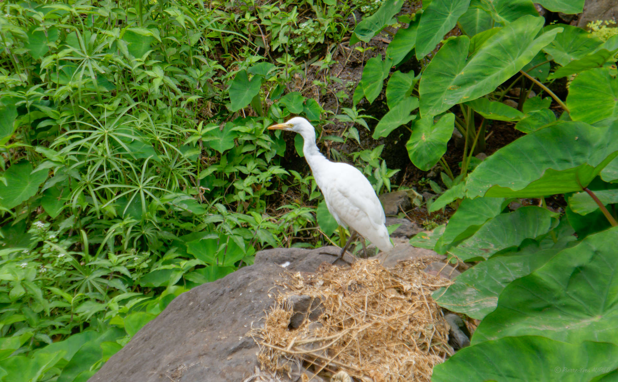 Cap-Vert-2025-P1060763PYA