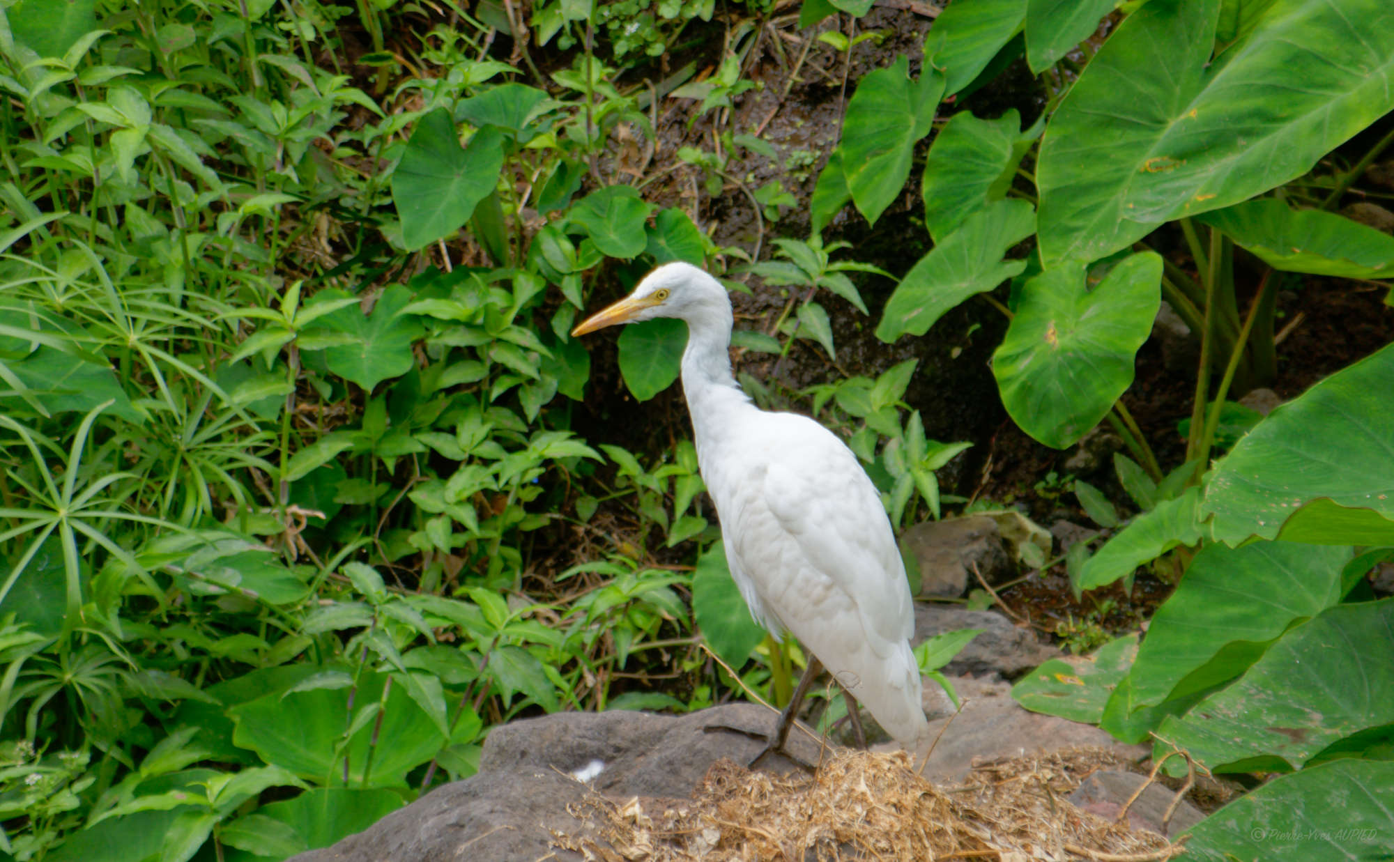 Cap-Vert-2025-P1060765PYA