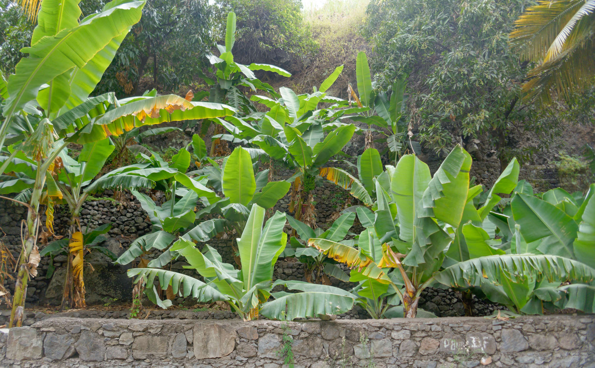 Cap-Vert-2025-P1060841PYA