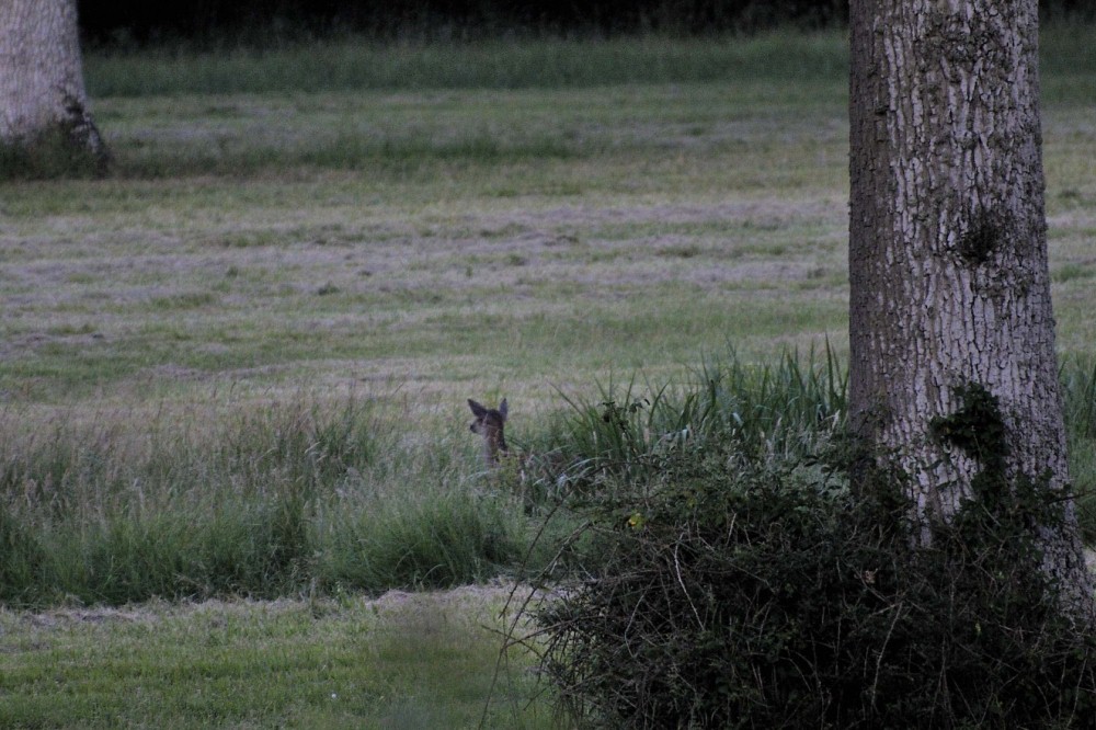 Biche-couchée