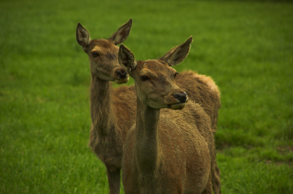 CERVIDES - Biches-002