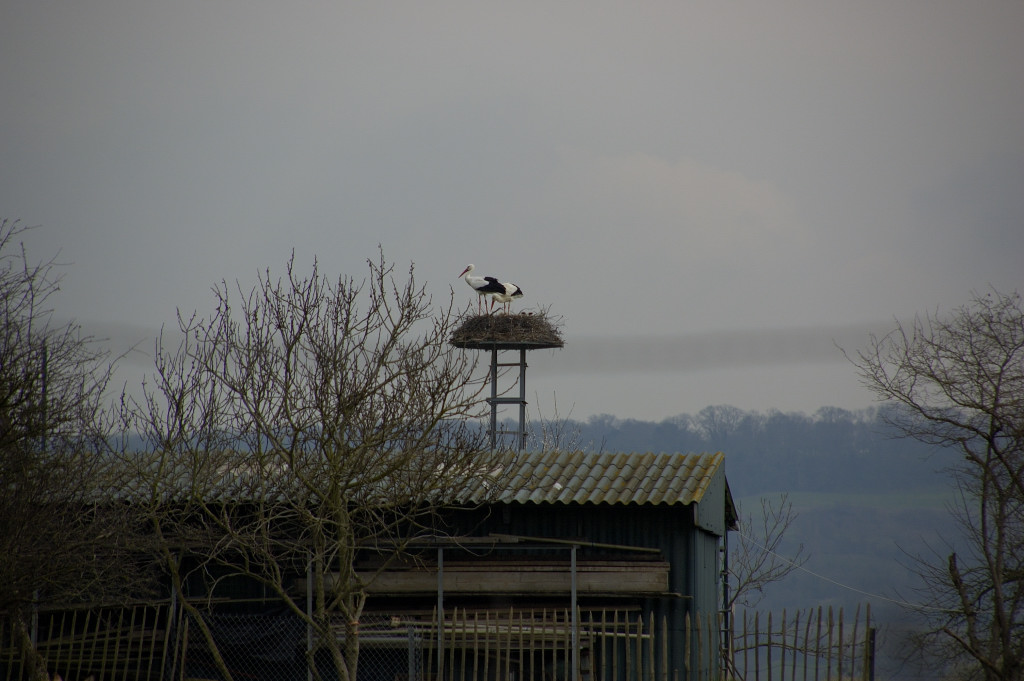 OISEAUX - Cigogne-008