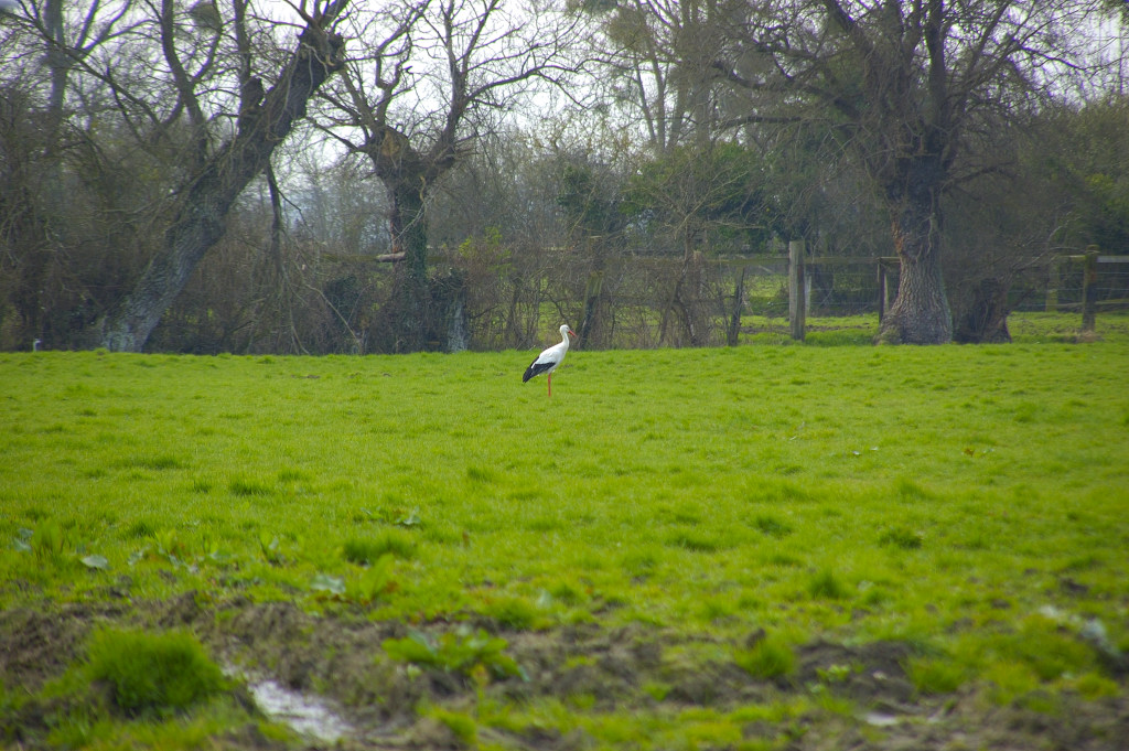 OISEAUX - Cigogne-009