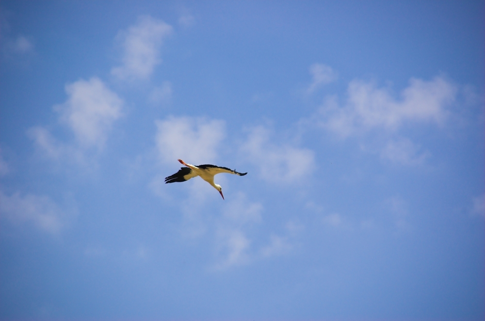 OISEAUX - Cigogne-001