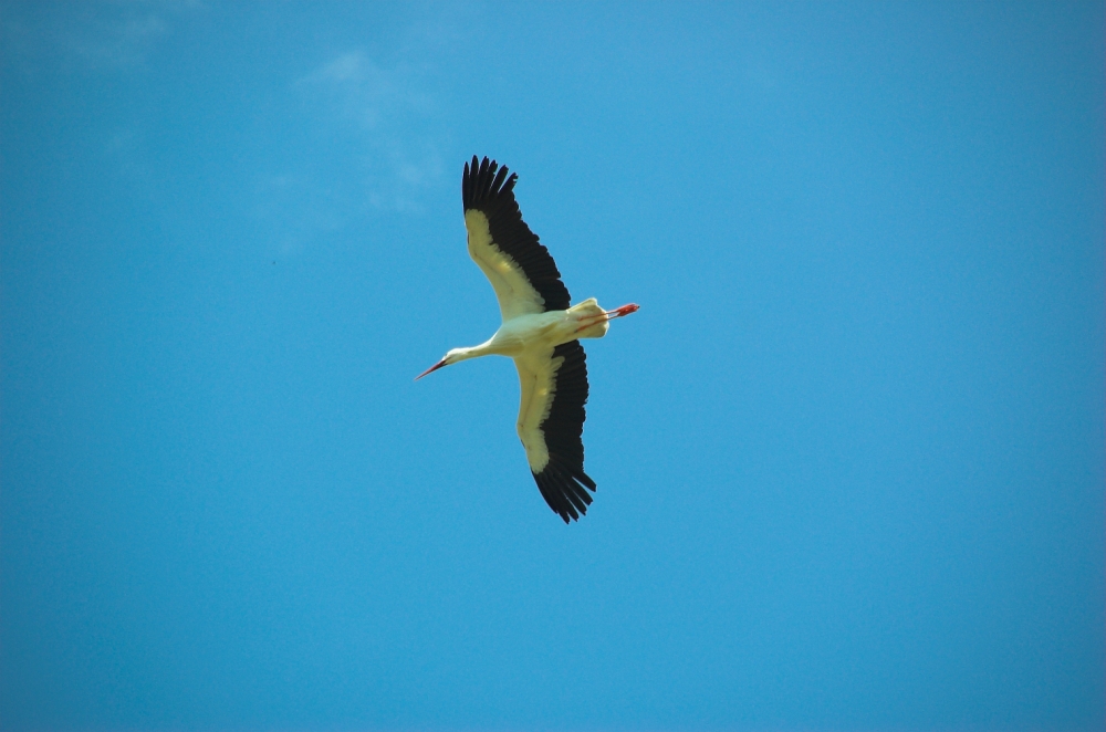 OISEAUX - Cigogne-002