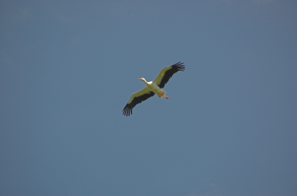OISEAUX - Cigogne-003