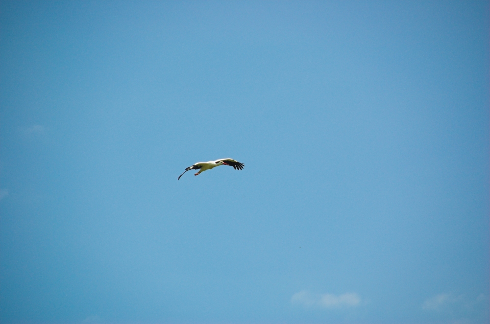 OISEAUX - Cigogne-004