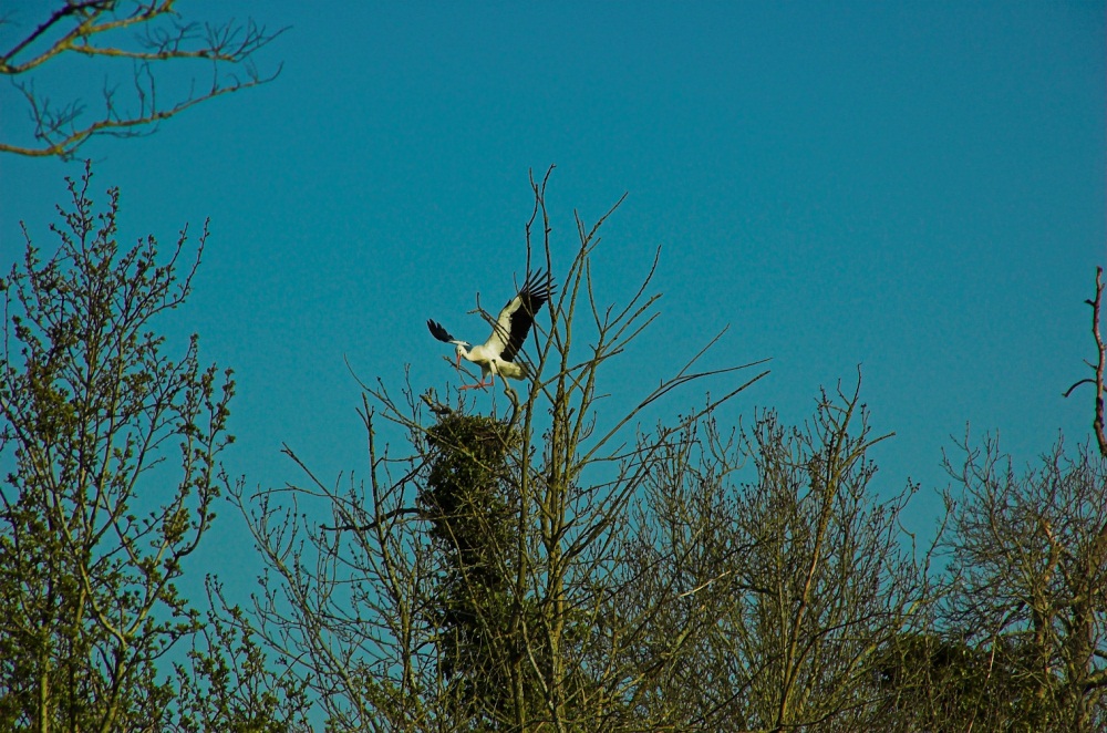 OISEAUX - Cigogne-005