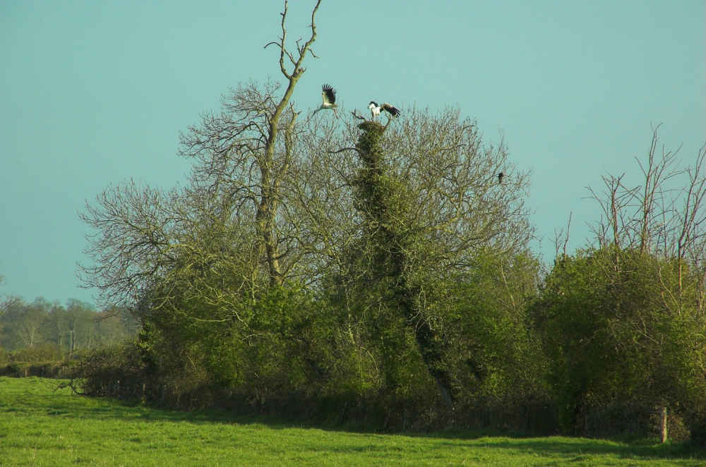OISEAUX - Cigogne-006