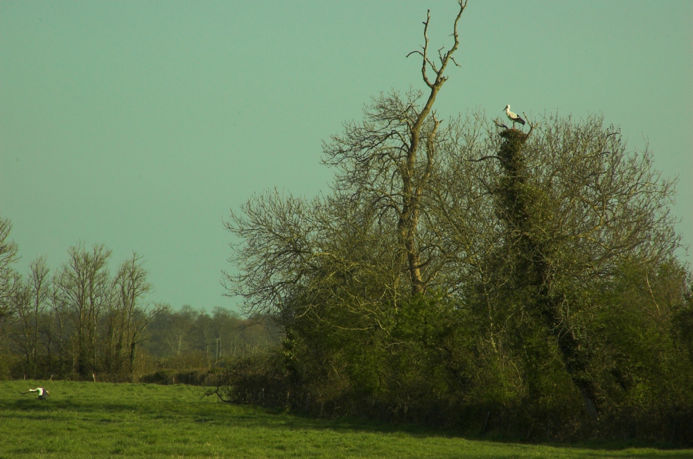 OISEAUX - Cigogne-007