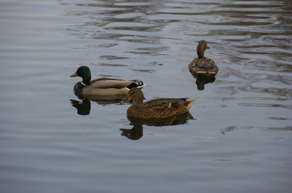 OISEAUX - Col vert01