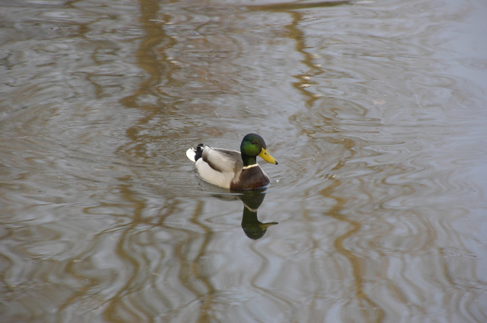 OISEAUX - Col vert02