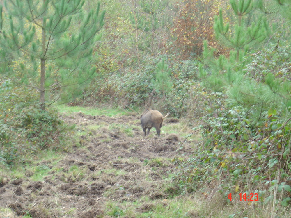 sangliers-002