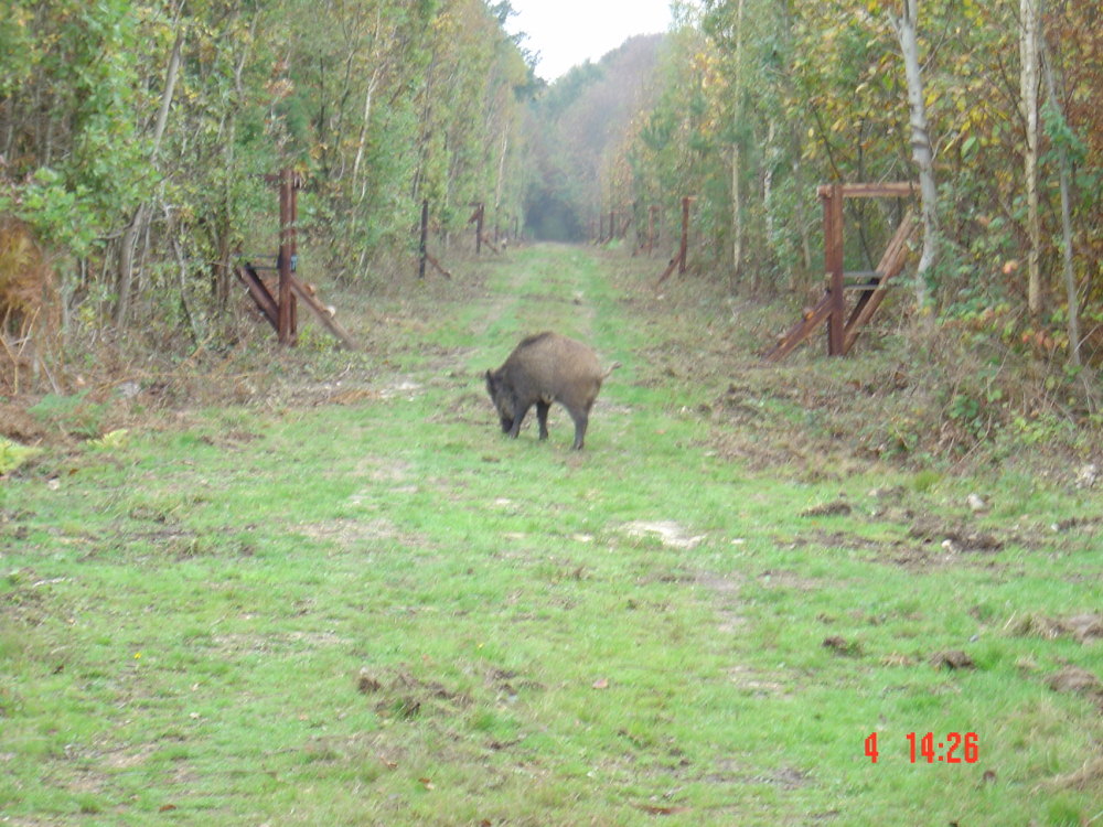 sangliers-003